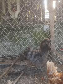 Gallo Moroseta blu