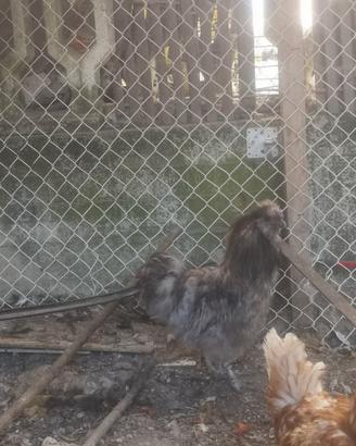 Gallo Moroseta blu