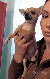 Chihuahua cuccioli con pedigree Enci