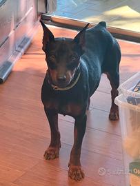 Zwergpinscher cane