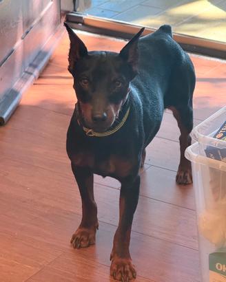 Zwergpinscher cane