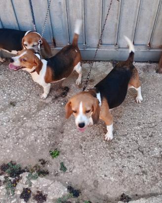 Cani da caccia Beagle Elizabeth mstre
