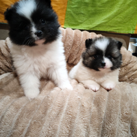 Volpino italiano cuccioli