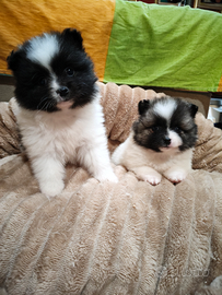 Volpino italiano cuccioli