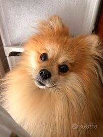 Nico, disponibile per monta