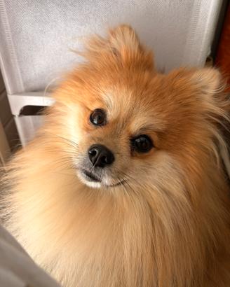 Nico, disponibile per monta