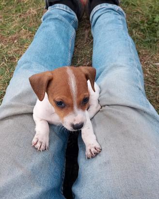 Jack Russel