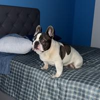 Bulldog Francese per Monta