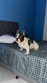 Bulldog Francese per Monta