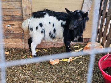 Capretta tibetane maschio nana