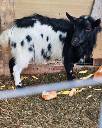 Capretta tibetane maschio nana