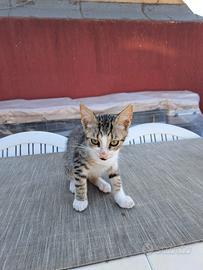 si cedono gattini.