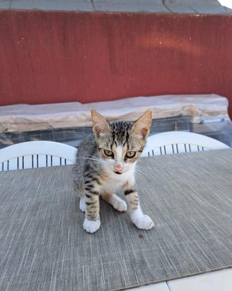 si cedono gattini.
