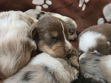 Cuccioli di pastore australiano