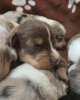 Cuccioli di pastore australiano