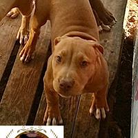 American Pitbull ukc unici in Italia