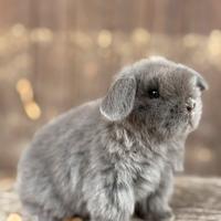 Cuccioli di coniglio minilop e ariete nano