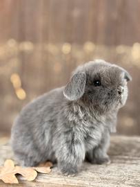 Cuccioli di coniglio minilop e ariete nano