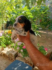 Setter inglesi