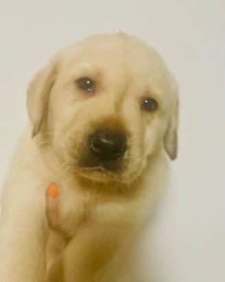 Ultima cucciola femmina di Labrador
