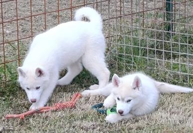 Siberian husky cuccioli con pedigree Enci