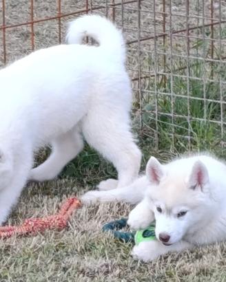 Siberian husky cuccioli con pedigree Enci
