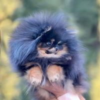 Spitz Di Pomerania Mini
