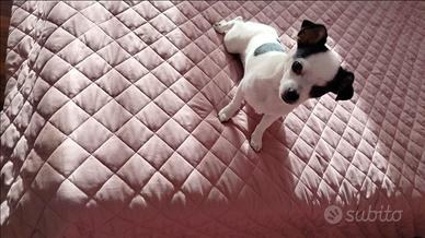 Cucciola fi chihuahua