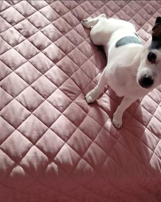 Cucciola fi chihuahua