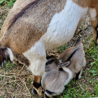 Caprette tibetane