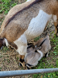 Caprette tibetane