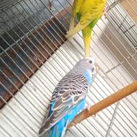 Coppie di cocorite riproduttive