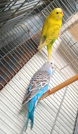 Coppie di cocorite riproduttive