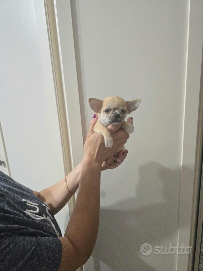 chihuahua - Animali In vendita a Roma