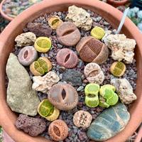 Cactus lithops pianta grassa sassi viventi