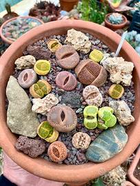 Cactus lithops pianta grassa sassi viventi