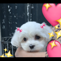 Maltese mini toy coreano