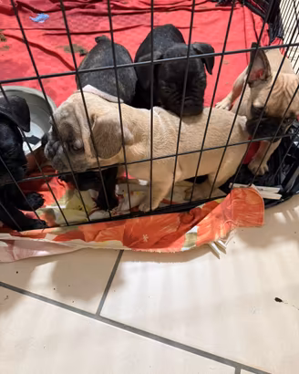 Bulldog Francese