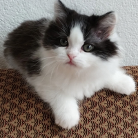 Gattina figlia d persiani normotipici femmina