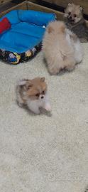 Spitz nano pomerania