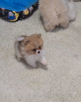 Spitz nano pomerania