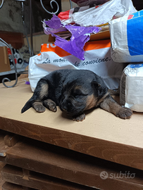 Cucciolo pastore tedesco