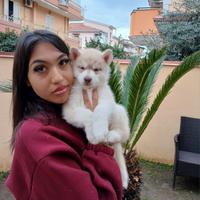 Cuccioli siberian husky