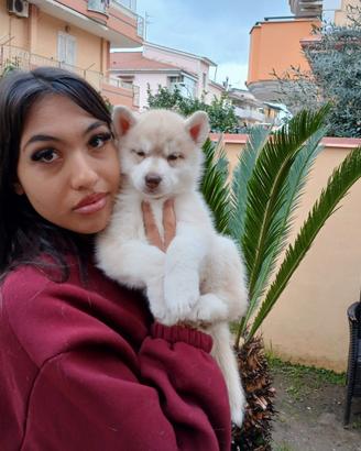 Cuccioli siberian husky