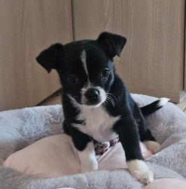 Chihuahua cuccioli