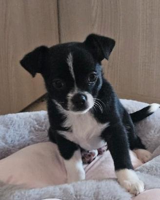 Chihuahua cuccioli