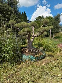 Pianta bonsai