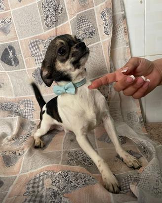 Cucciolo di chihuahua