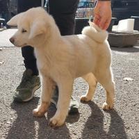 Cucciolo di akita inu puro