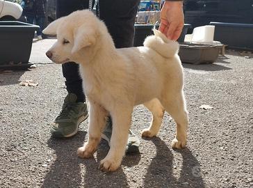 Cucciolo di akita inu puro
